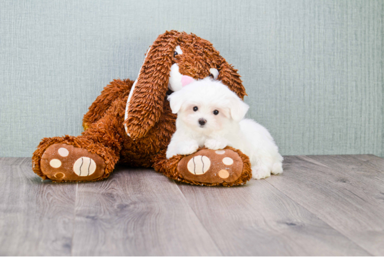 Funny Maltese Baby