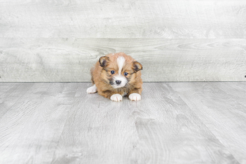 Pomeranian Pup Being Cute
