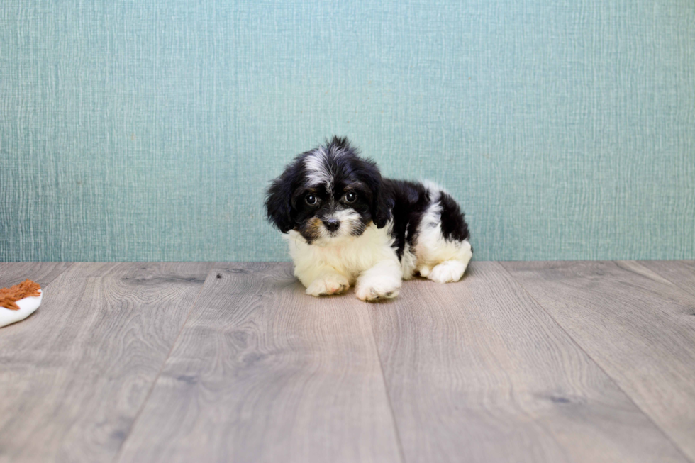 Cavapoo Pup Being Cute