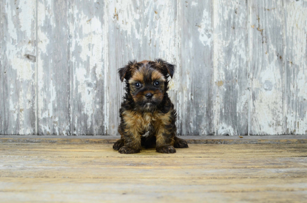 Fluffy Shorkie Designer Pup