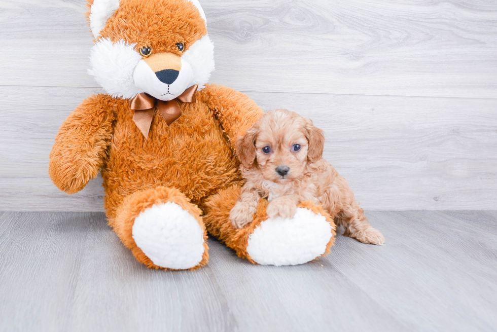 Best Cavapoo Baby