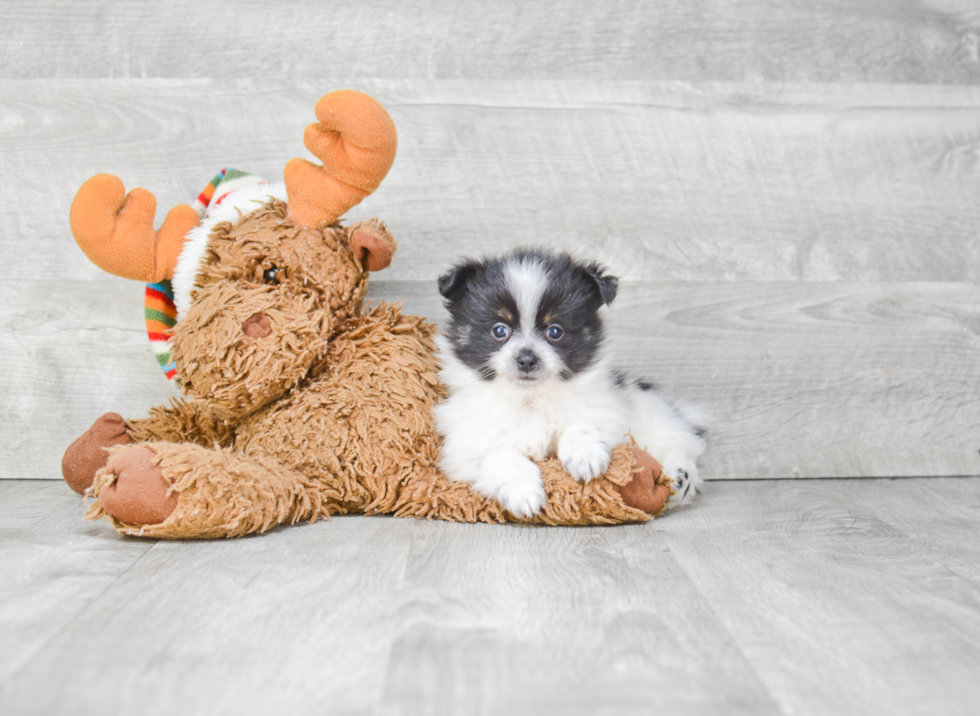 Pomeranian Puppy for Adoption