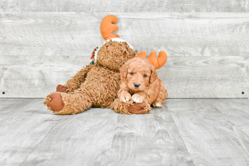 Adorable Golden Retriever Poodle Mix Puppy