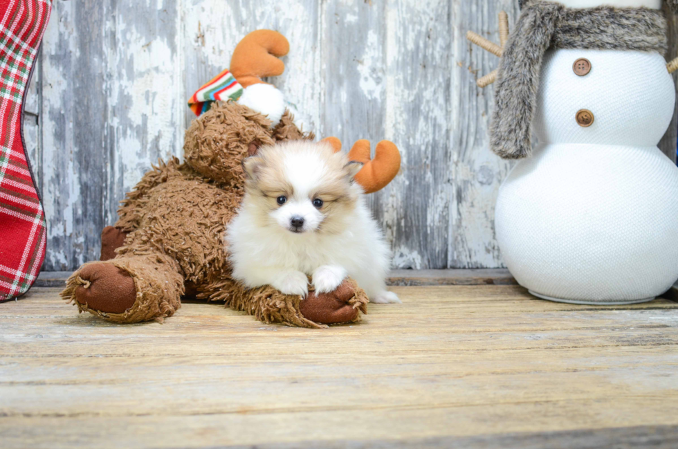 Petite Pomeranian Purebred Puppy