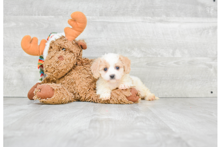 Playful Cavalier Designer Puppy