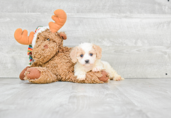 Playful Cavalier Designer Puppy