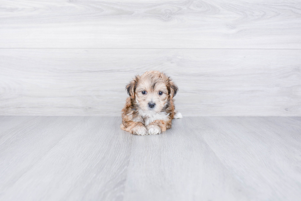 Morkie Pup Being Cute