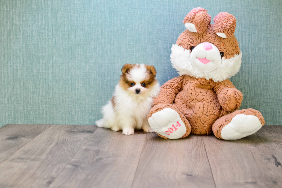 Pomeranian Pup Being Cute