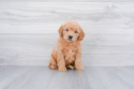 Happy Mini Goldendoodle Baby