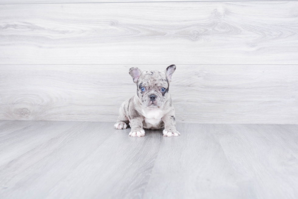 Happy Frenchie Purebred Puppy