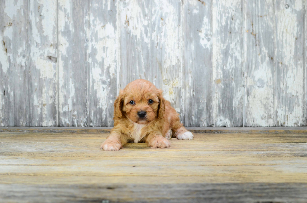 Playful Cavoodle Poodle Mix Puppy