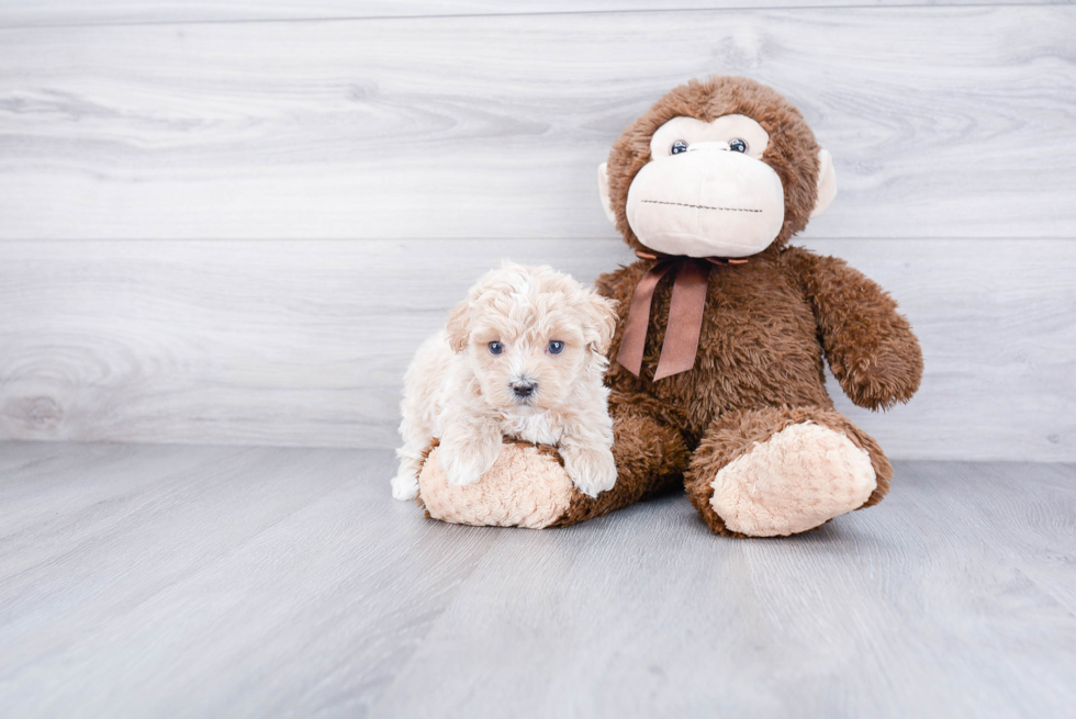 Fluffy Maltipoo Poodle Mix Pup