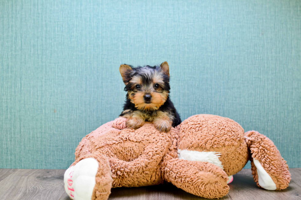 Meet Tinkerbell - our Yorkshire Terrier Puppy Photo 