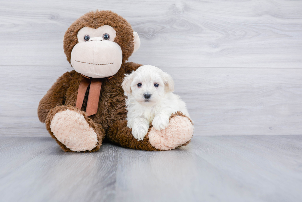 Maltipoo Pup Being Cute