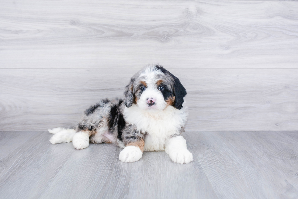 Cute Mini Bernedoodle Baby