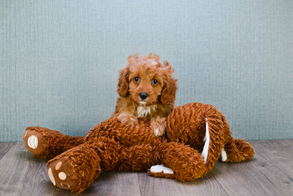 Sweet Cavapoo Baby