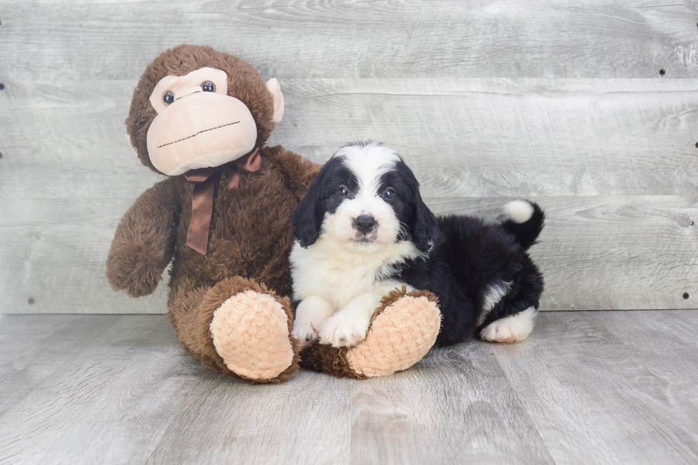 Cute Mini Bernedoodle Baby