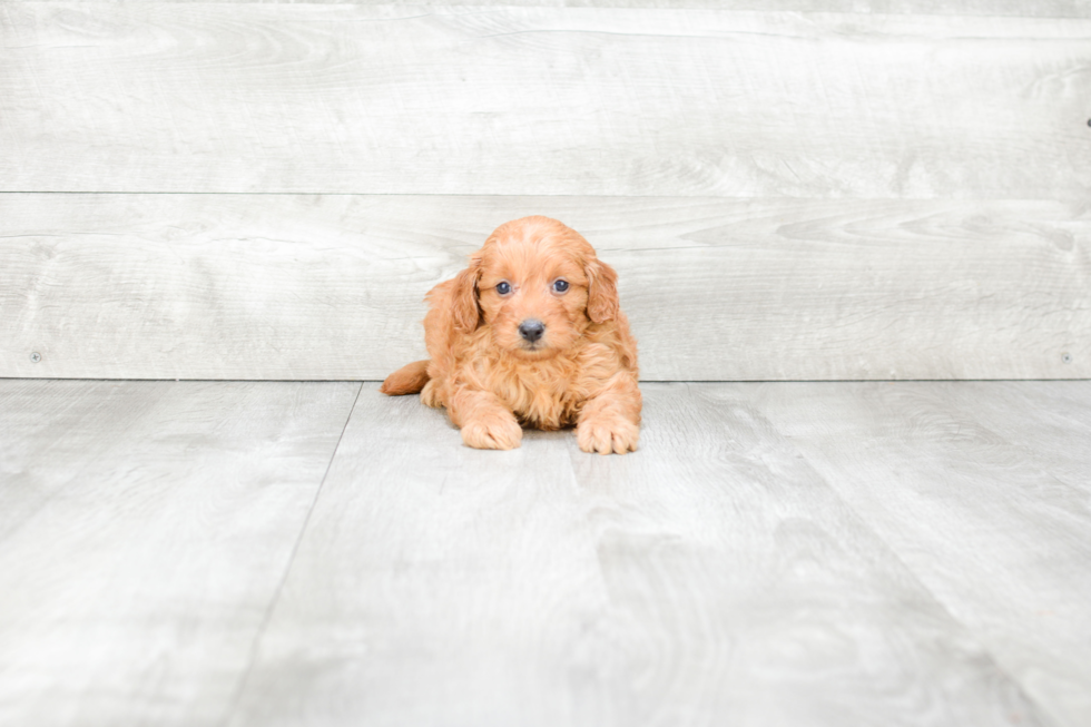 Little Golden Retriever Poodle Mix Puppy