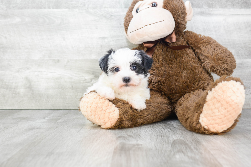 Fluffy Morkie Designer Pup