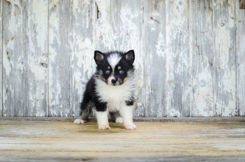 Energetic Mini Husky Designer Puppy