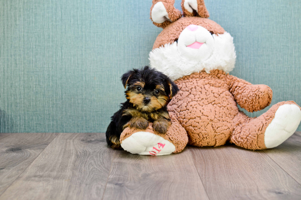 Meet Twinkle - our Yorkshire Terrier Puppy Photo 