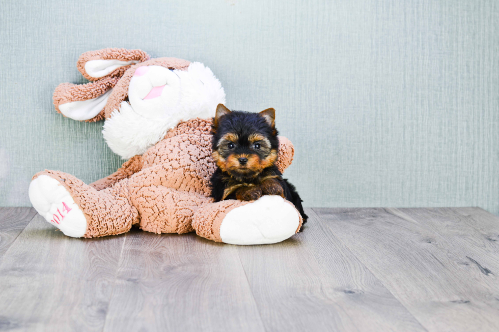 Meet Heidi - our Yorkshire Terrier Puppy Photo 