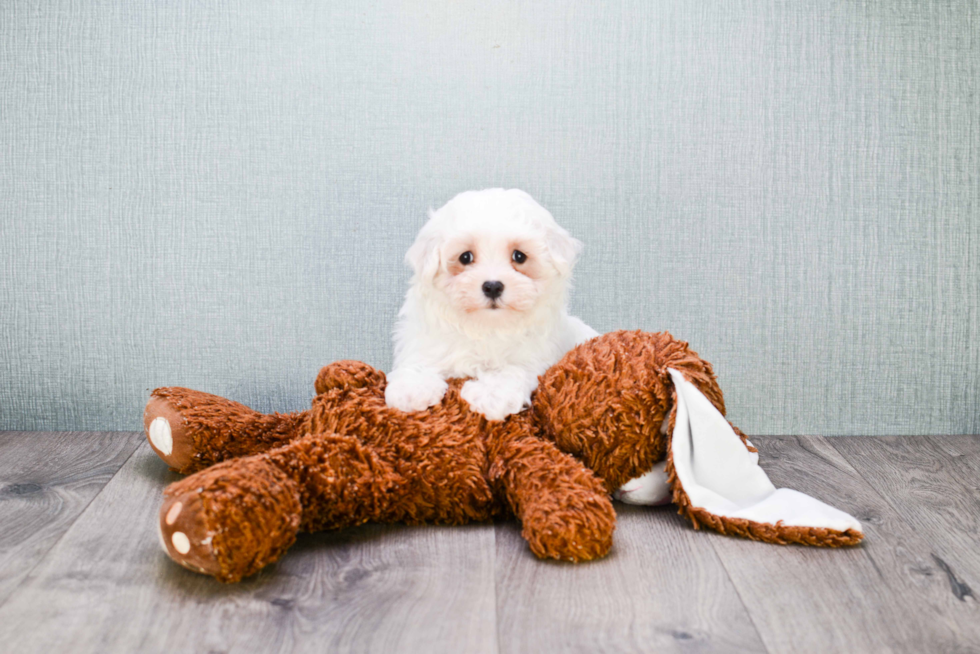 Hypoallergenic Maltepoo Poodle Mix Puppy