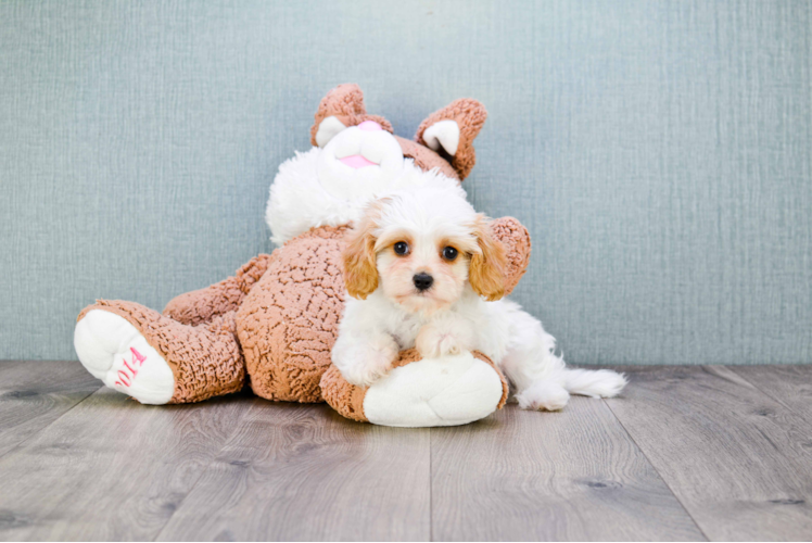 Cavachon Puppy for Adoption