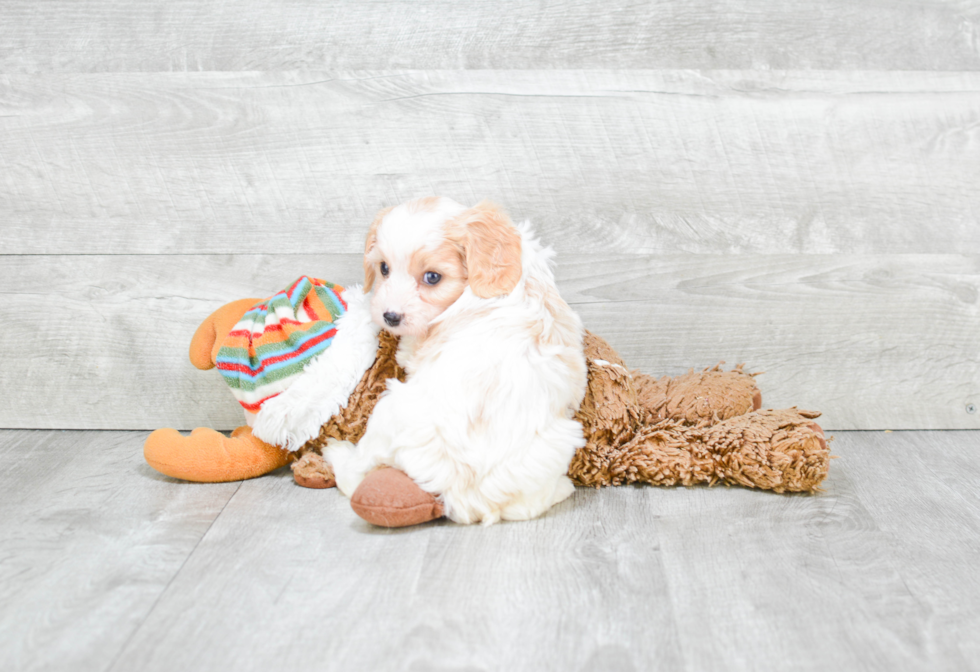 Petite Cavachon Designer Pup