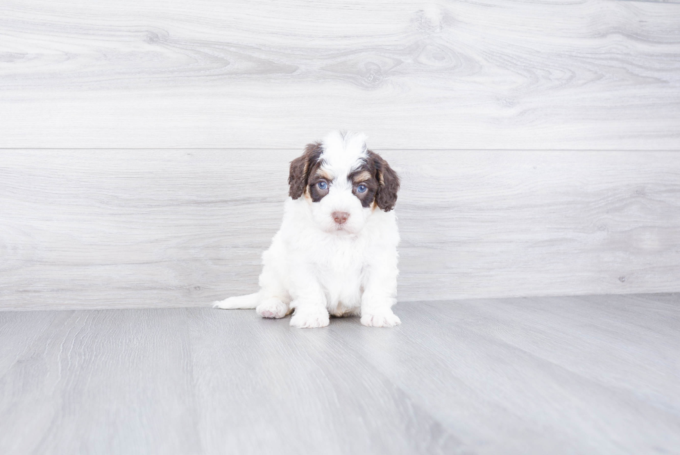 Happy Mini Bernedoodle Baby