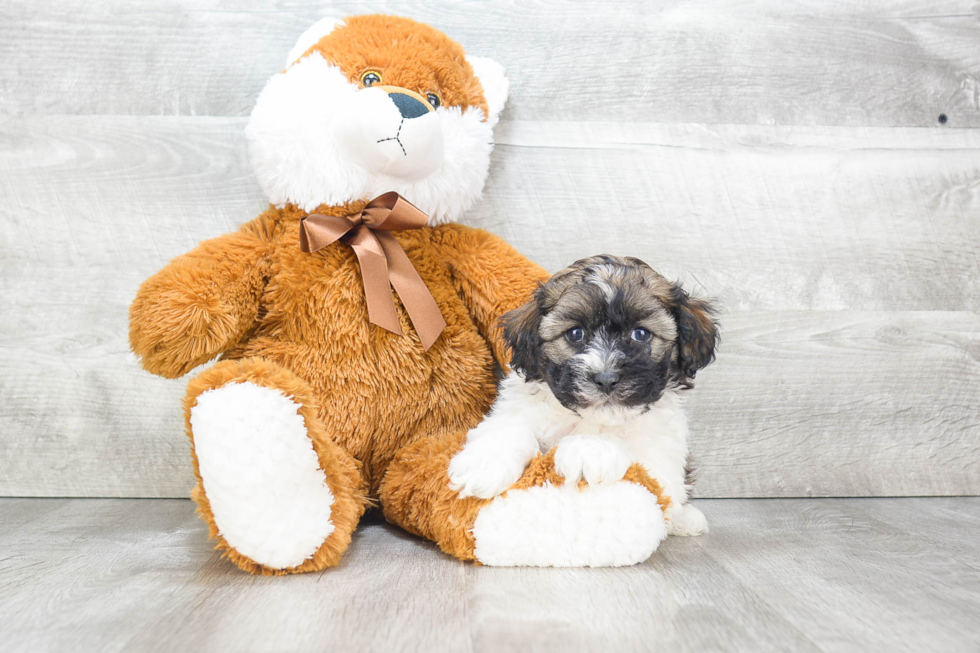 Playful Havanese Purebred Pup