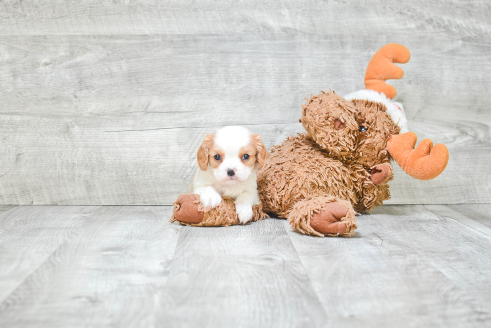 Best Cavalier King Charles Spaniel Baby