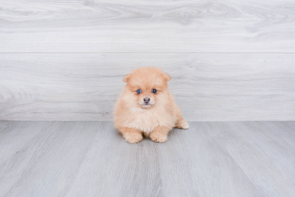 Small Pomeranian Baby