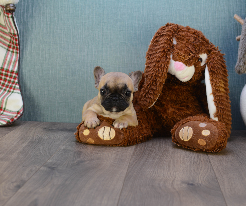 Small French Bulldog Baby