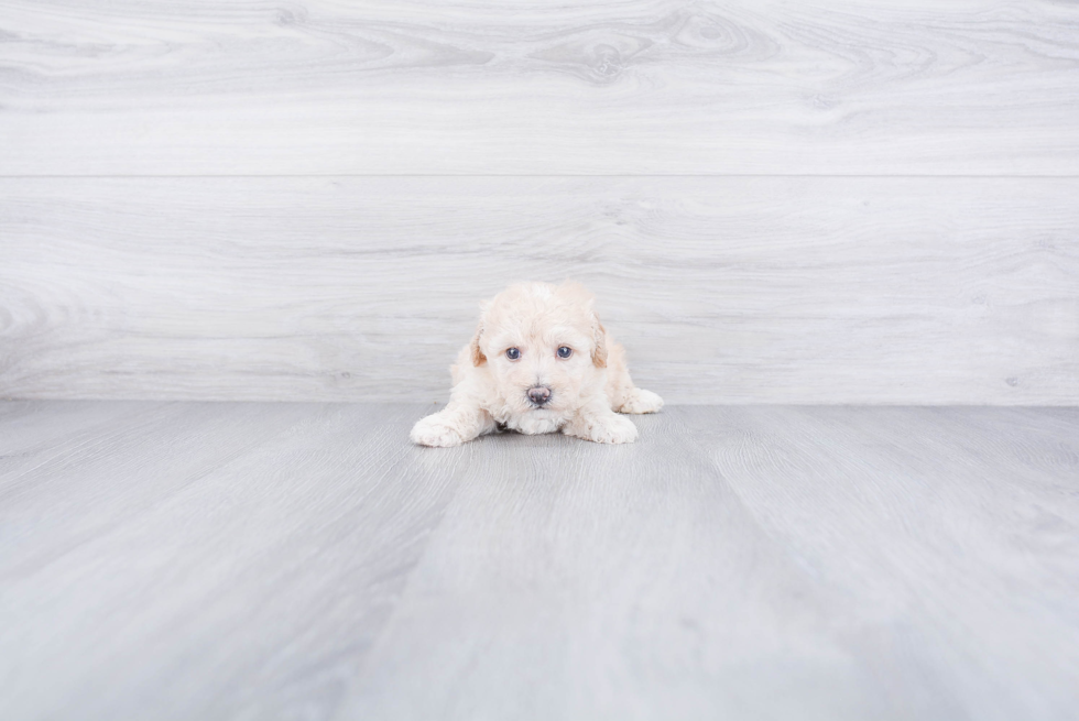 Funny Maltipoo Poodle Mix Pup