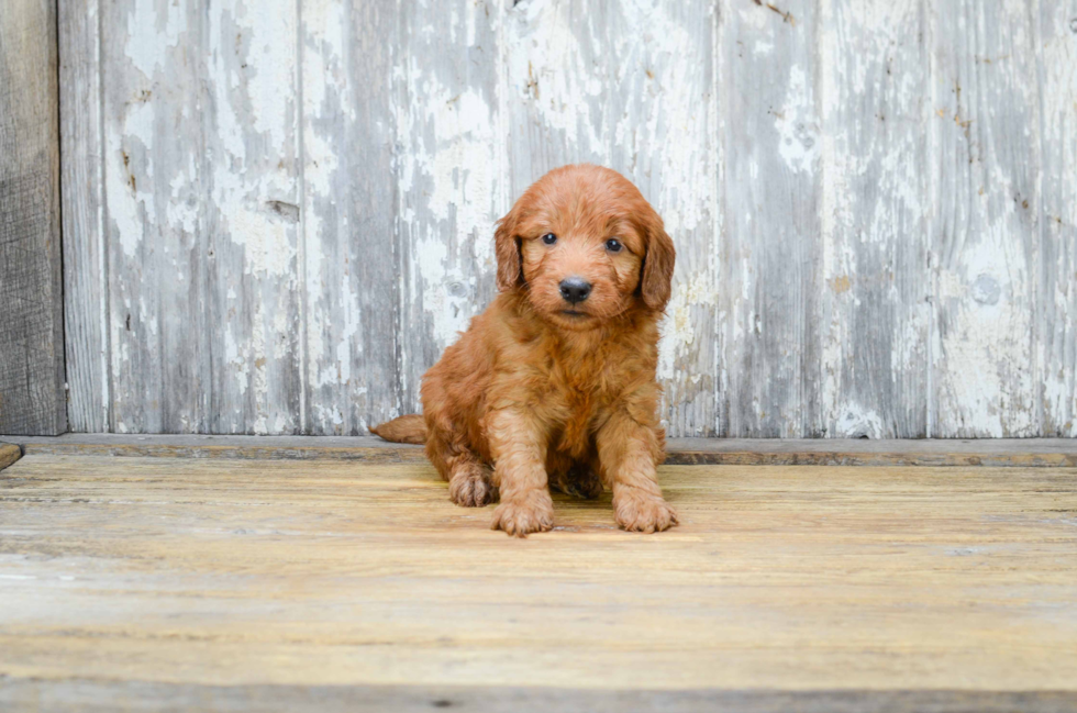 Smart Mini Goldendoodle Poodle Mix Pup