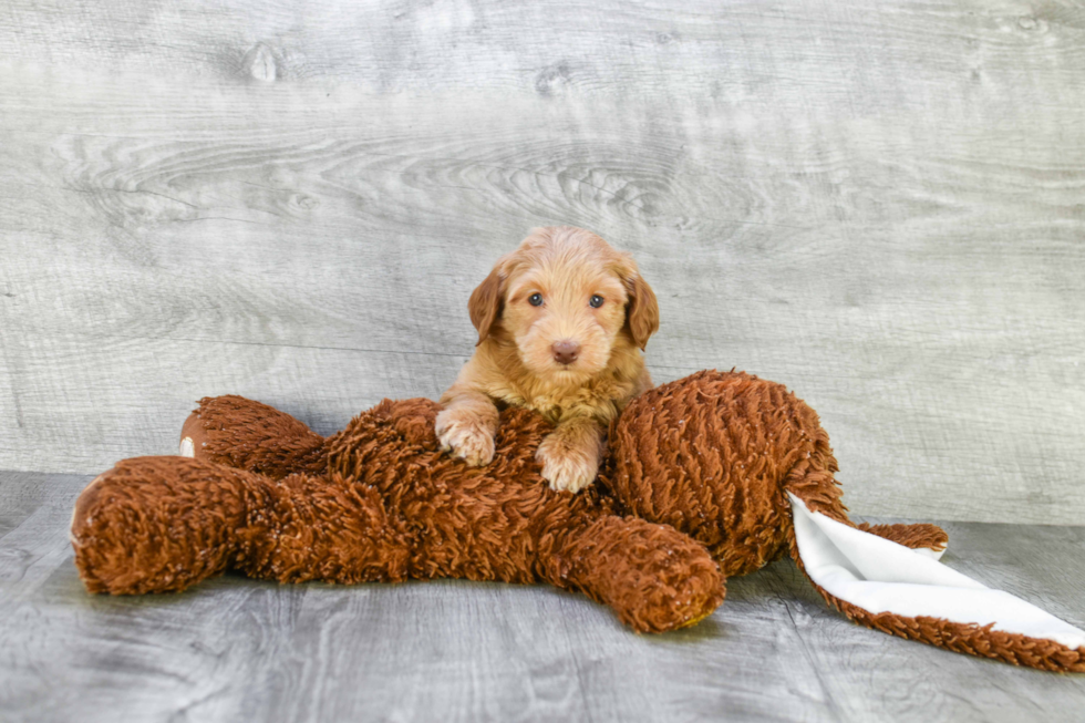 Best Mini Goldendoodle Baby