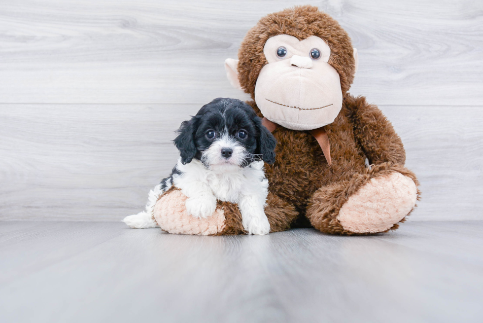 Cavapoo Puppy for Adoption