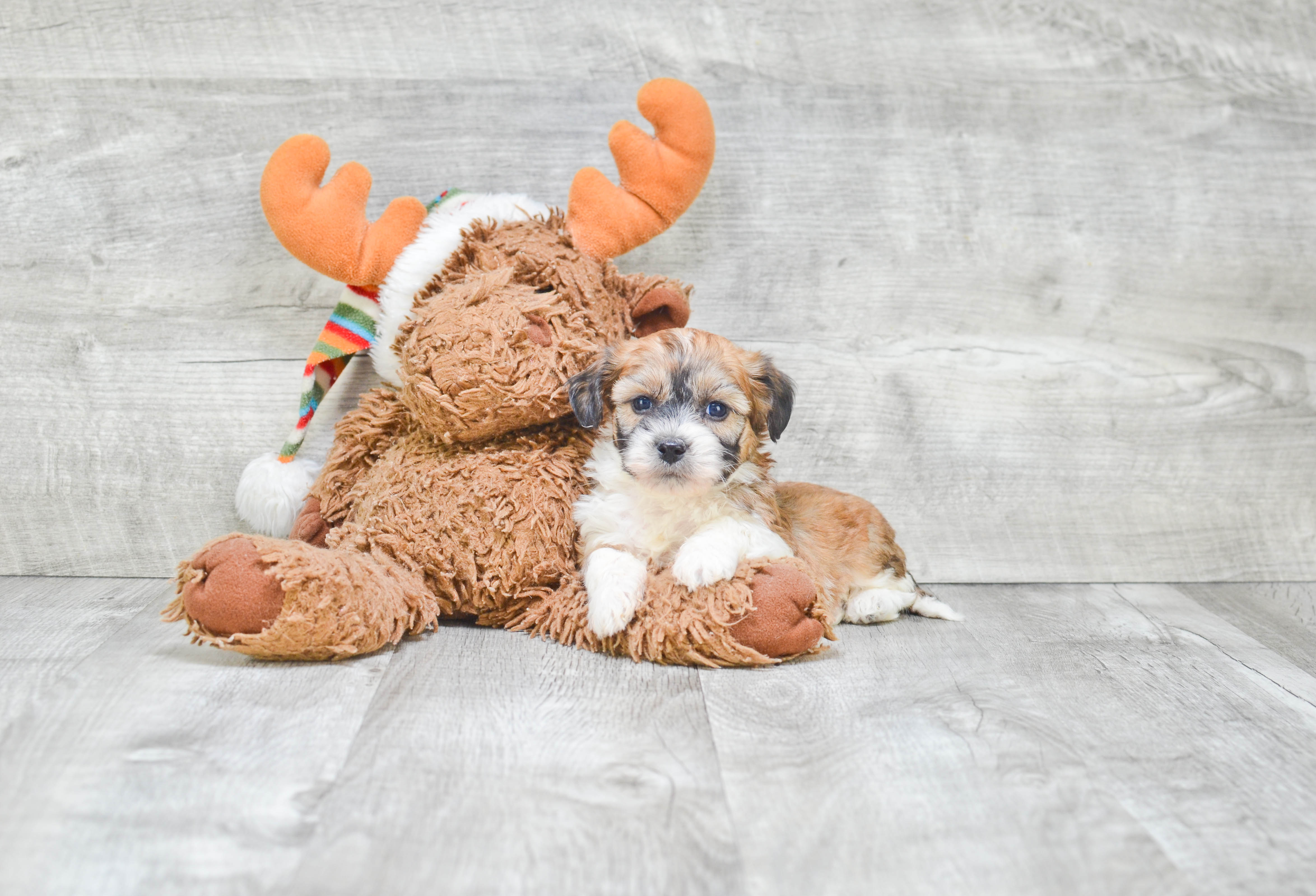 Funny Teddy Bear Designer Pup