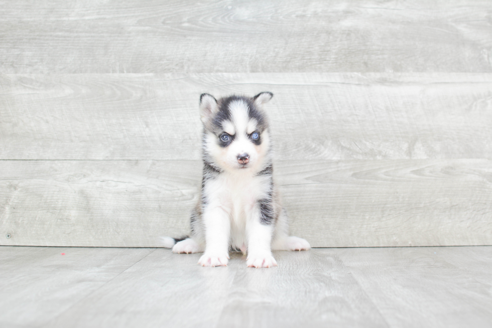 Smart Pomsky Designer Pup