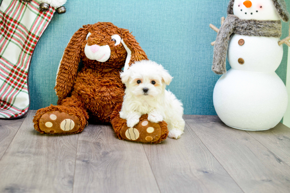 Meet Teacup-Martin - our Maltese Puppy Photo 