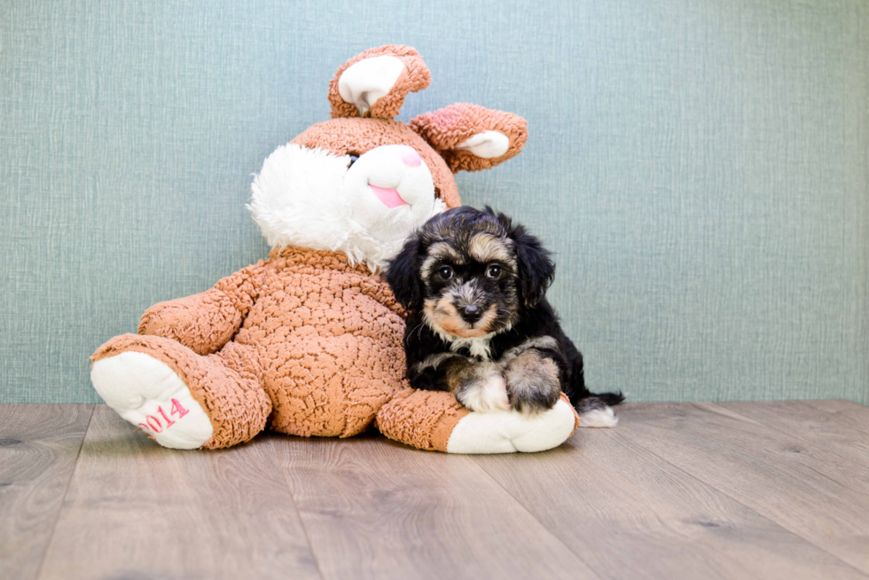 Yorkie Poo Puppy for Adoption