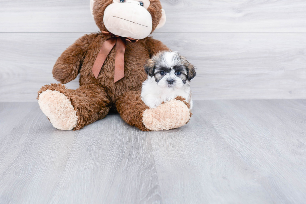 Teddy Bear Pup Being Cute