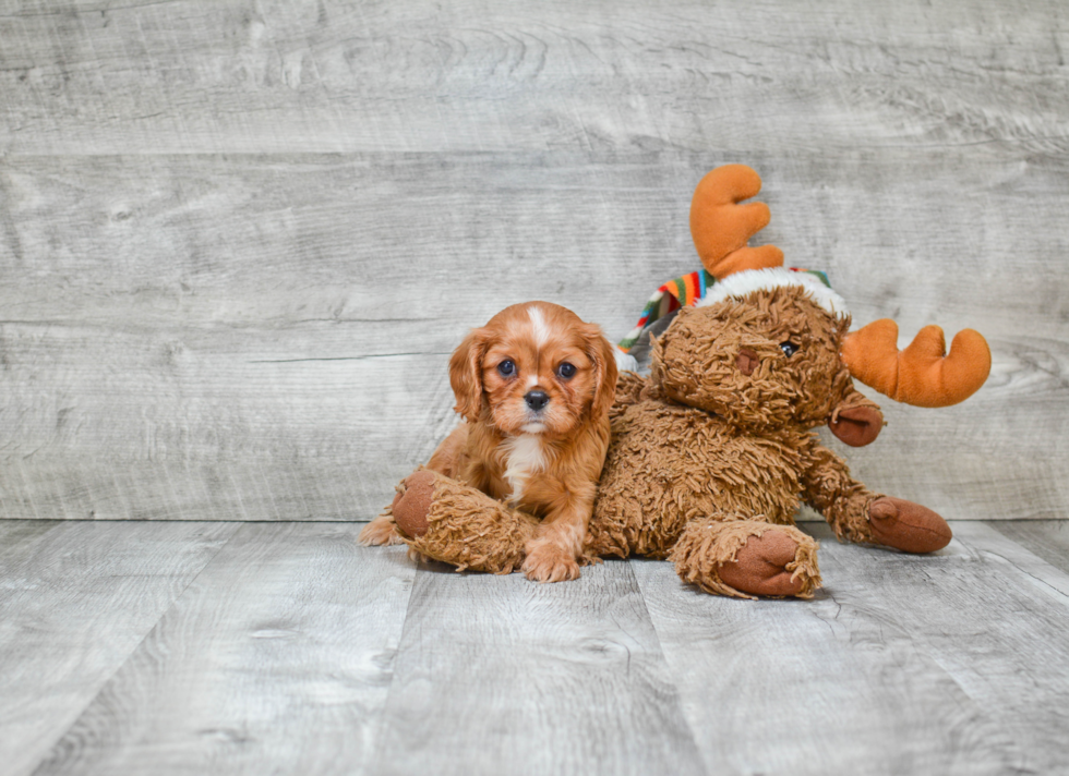 Hypoallergenic Cavalier King Charles Spaniel Purebred Pup