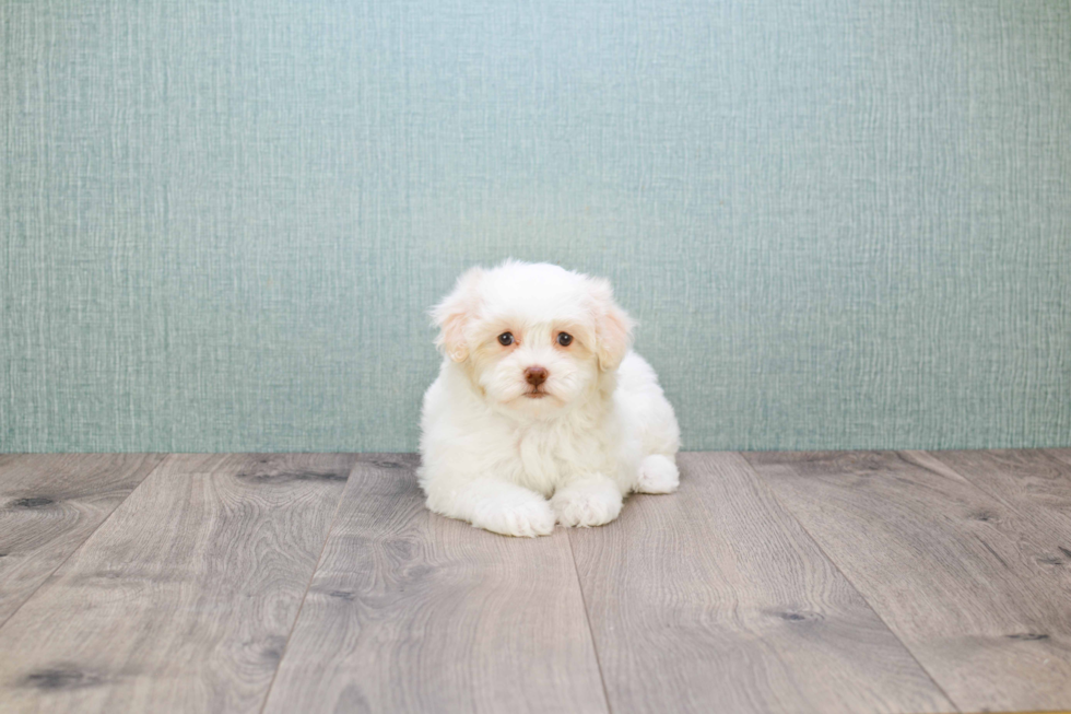 Happy Havanese Purebred Puppy