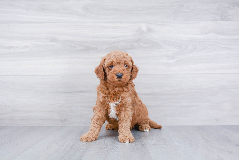 Small Mini Goldendoodle Baby