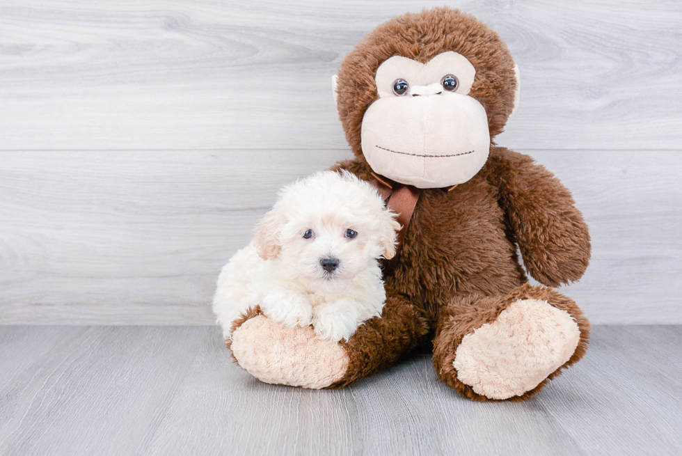 Smart Maltipoo Poodle Mix Pup