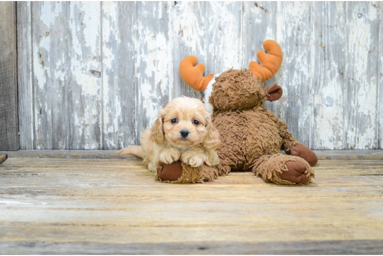 Happy Cavapoo Baby