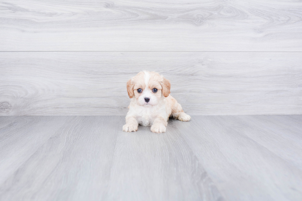 Best Cavapoo Baby