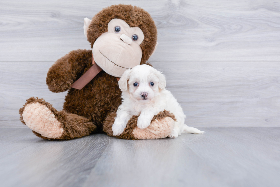 Fluffy Maltipoo Poodle Mix Pup